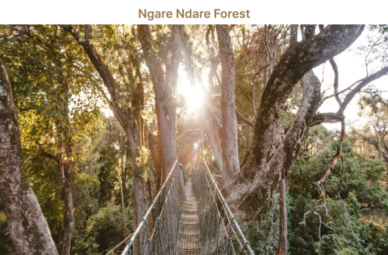 Ngare Ndare Forest