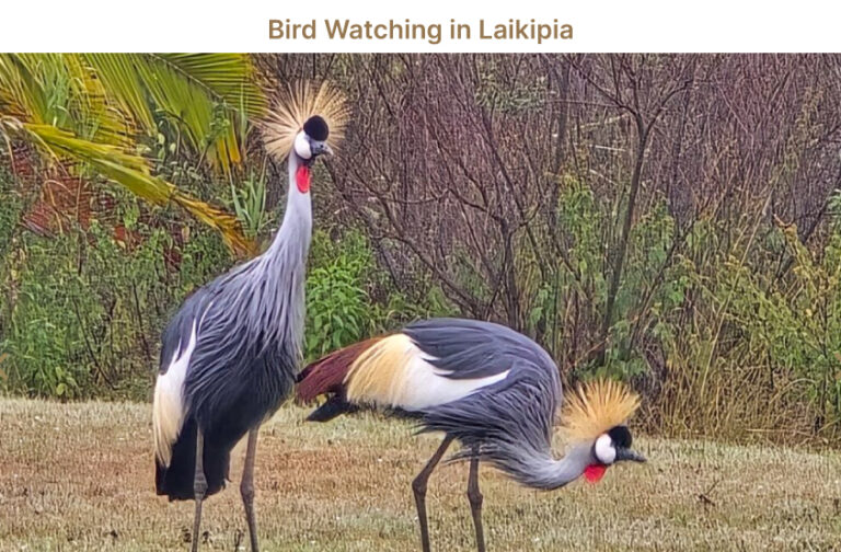 Bird watching in Laikipia
